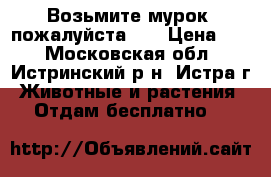 Возьмите мурок, пожалуйста!!! › Цена ­ - - Московская обл., Истринский р-н, Истра г. Животные и растения » Отдам бесплатно   